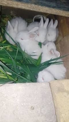 adorable Rabbit bunnies available for sale