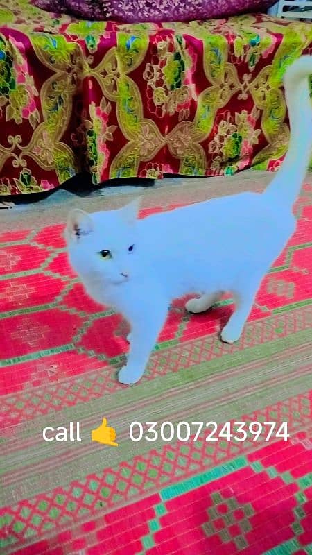 Persian cat for sale 0