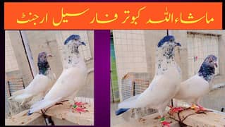 all pigeon for sale