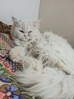 Persian Female Cat