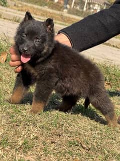 Garman shepherd puppies for sale 03287576736 call wahtasp