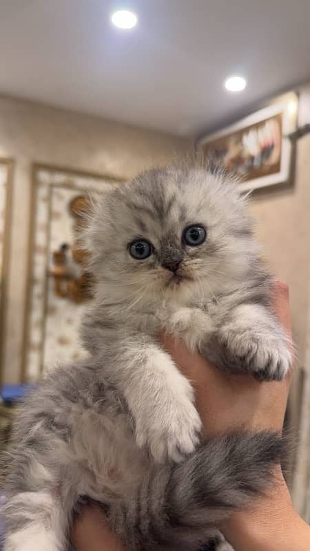 Scottish fold kittens 0