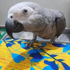 Gray parrot