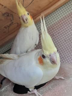 2 female cockatiels