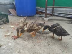 3 healthy Duck with age of 3 months