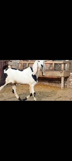 betall Bakra for seal qurbani ke acha ha 03433342480