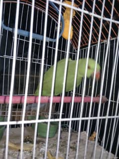 parrot for sell only