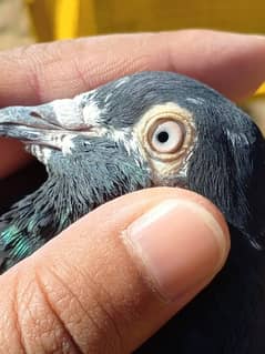 Zakh breeder pair (زاک) Pigeon's