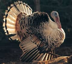 Turkey Ready To breed Pair Available