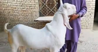 Pur Rajanpuri Bakra Urgent For Sale CALL "_03295579019