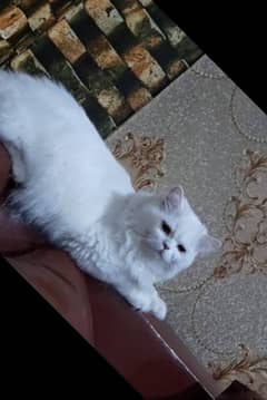 Persian cat male