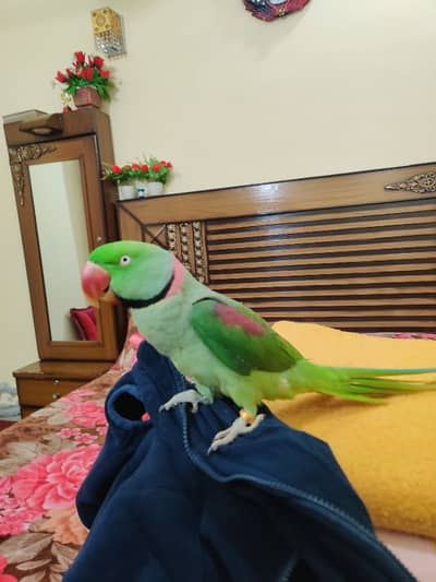 raw parrot available