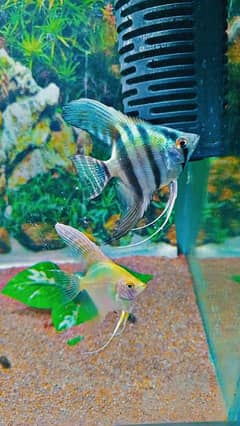 angel fish female Betta