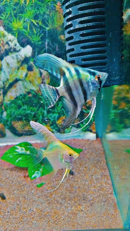 angel fish female Betta 0