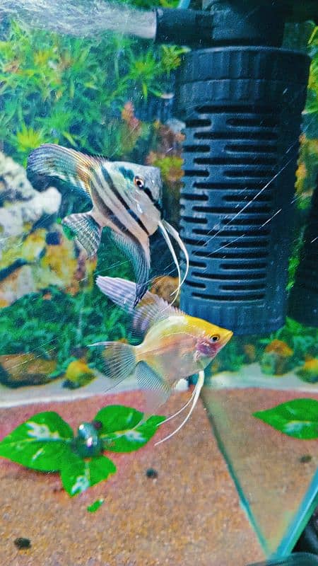 angel fish female Betta 1