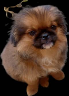 pomeranian