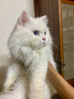 Pure white triple coat persian cat