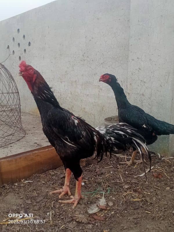 king Oh shamo bari  2 Madi fr sale ur 2 nar b hain sale k liye 4
