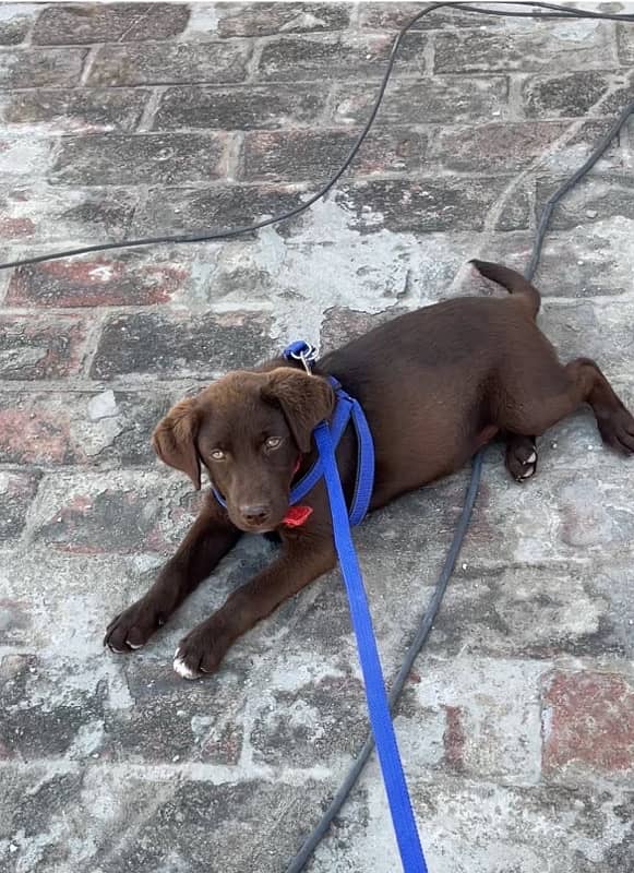 Labrador female Brown Colour 0