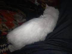 persian 5 month baby male cats