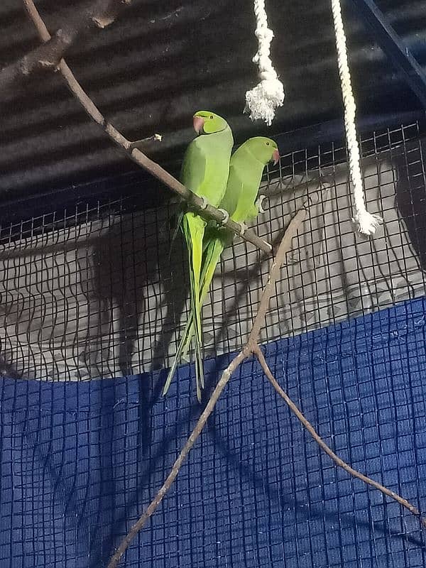 Green Ringneck parrot 0