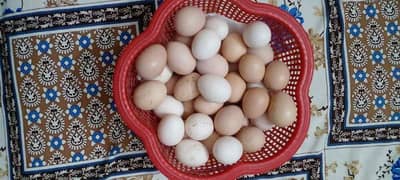 Aseel Lakha / Aseel Sindhi Fresh Fertile Eggs