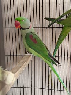 Raw/kashmiri male parrot 2.5 years