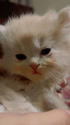 A brown persian cat for sale with grey eyes.