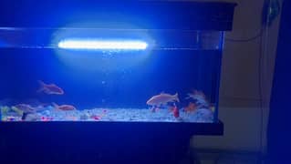 3×1•8×1•8 Aquarium For Sale with Accessories&Fishes