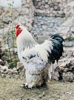 Brahma Male