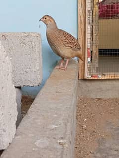 mix breed dhakni or irani