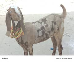 Beetal Bakri  For Urgent Sale