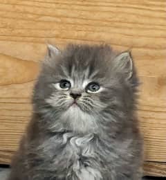 Persian Kittens |Grey| Triple Coated |Punch face|fluffy|cat