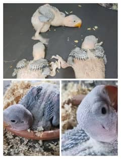 RAW PARROT CHICK'S