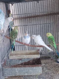 Hogoromo pathay available/ budgie pathay available/ budgie parrot