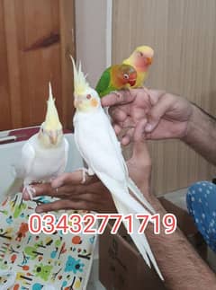 Cocktails budgies love birds hand tamed 0343 277 1719