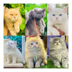 Persian triple coated punch face kitten available for sale