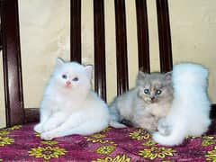 Persian Kittens For Sale ( Add Read )