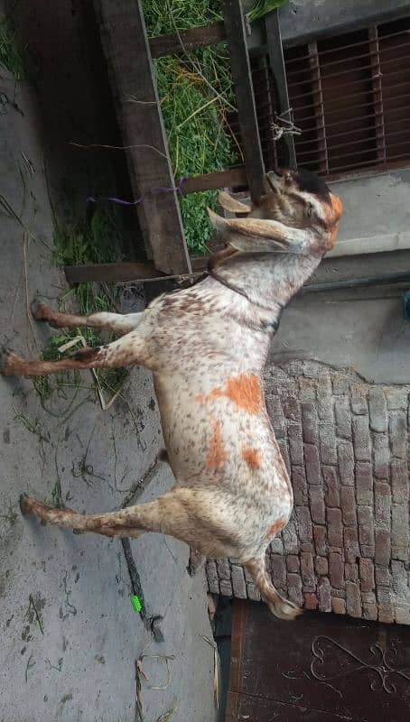 3 Bakre khasi donde Hain makkhi cheene 0
