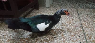 Muscovy american duck