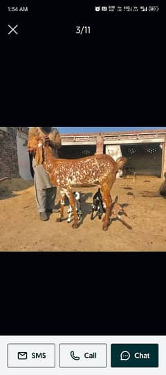 Pure makhi cheeni Goat with 3 female kids