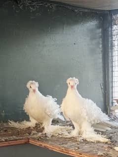 Frillback Pigeon Chicks Pair Imported Pure White