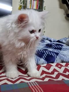 Grey-Eyed Cutie: Pure White Long-Coat Kitten for Sale