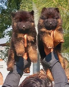 top quality gsd proper long coat pair for sale