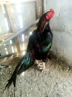 lakha Mushka breeder