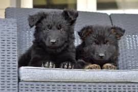 pedigree long coated Black German Shepard puppies for sale