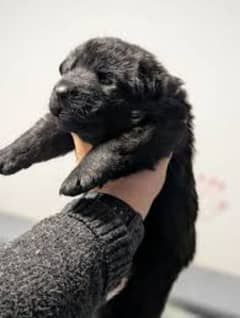 pedigree long coated Black German Shepard puppies for sale