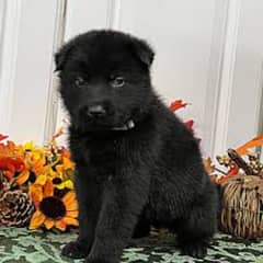 Black German Shepard puppies for sale