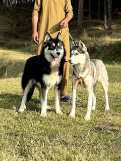 Siberian husky wolkot