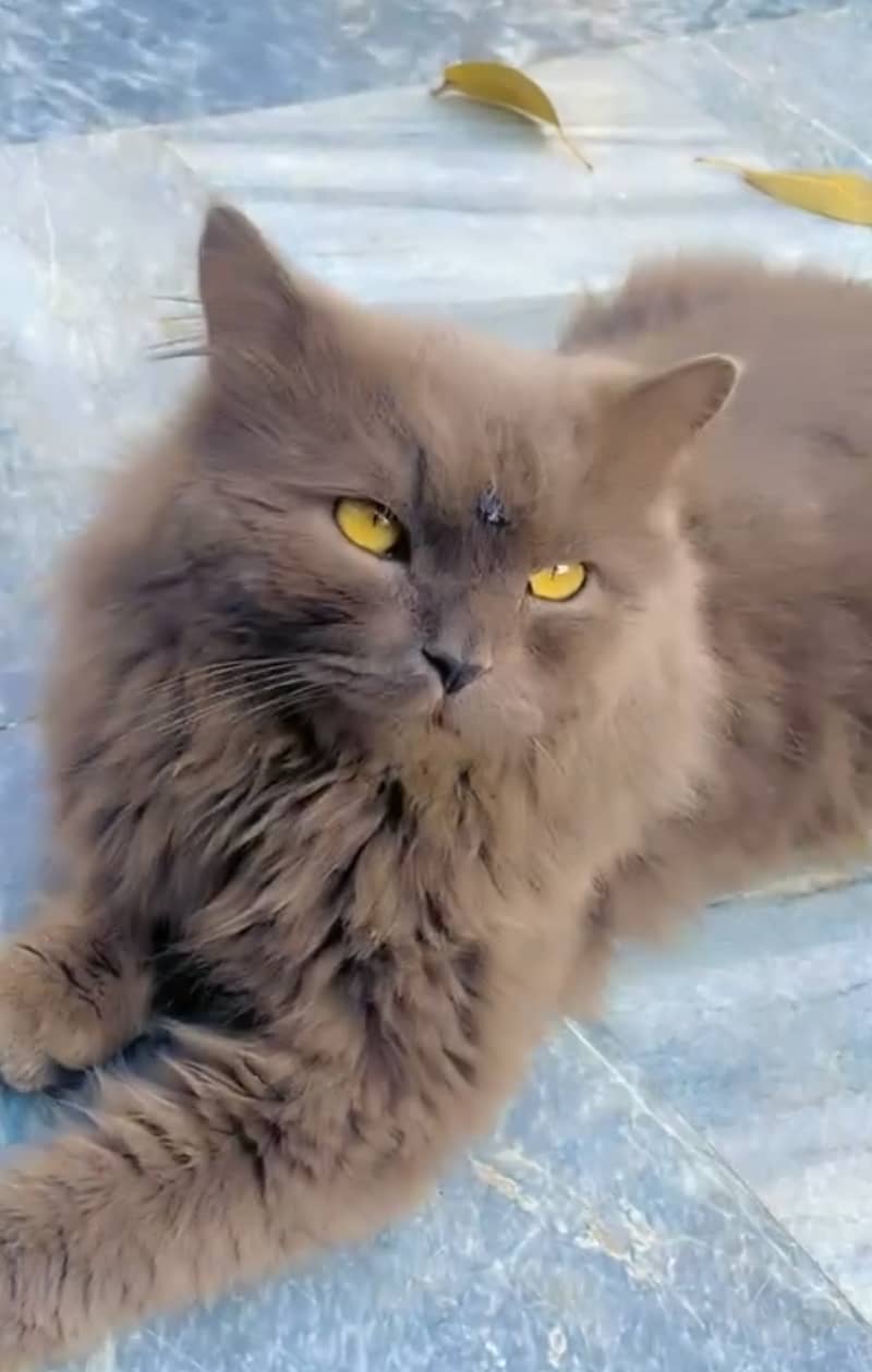 Persian cat gray male 1